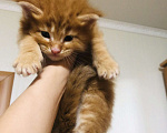 Кошки в Пензе: Мальчик очень крупный, красный мрамор  Мальчик, 40 000 руб. - фото 3