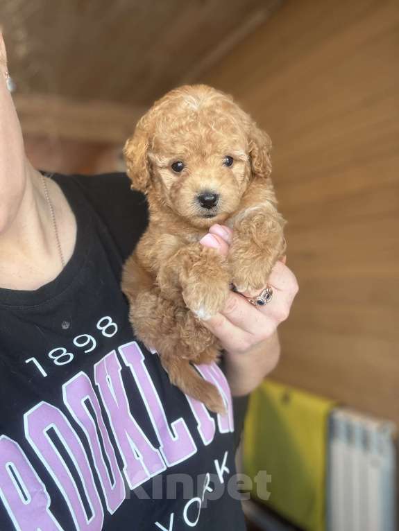 Собаки в Новосибирске: Девочка мини, доставка Девочка, 110 000 руб. - фото 2