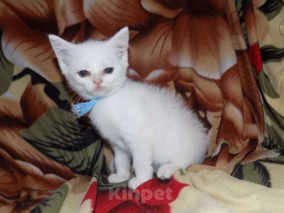 Кошки в Москве: Британские котята Девочка, 15 000 руб. - фото 8