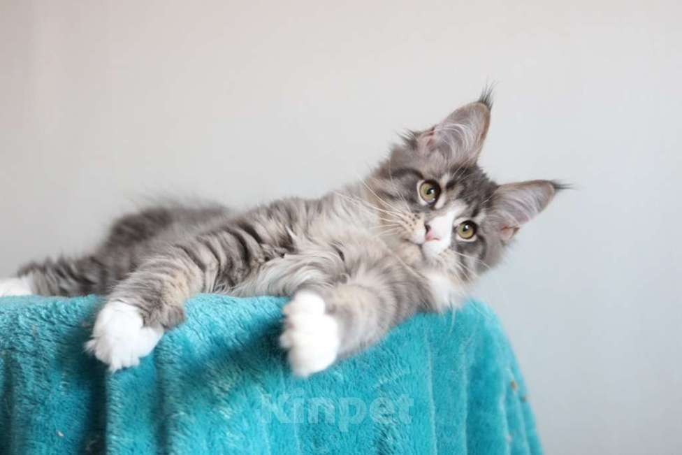 Кошки в Екатеринбурге: Котенок мейнкун из питомника РИЧКУН Мальчик, 40 000 руб. - фото 5