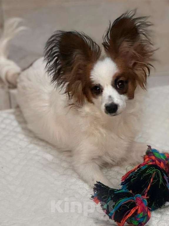 Собаки в Волосовом: Щенок Папийона Мальчик, Бесплатно - фото 1