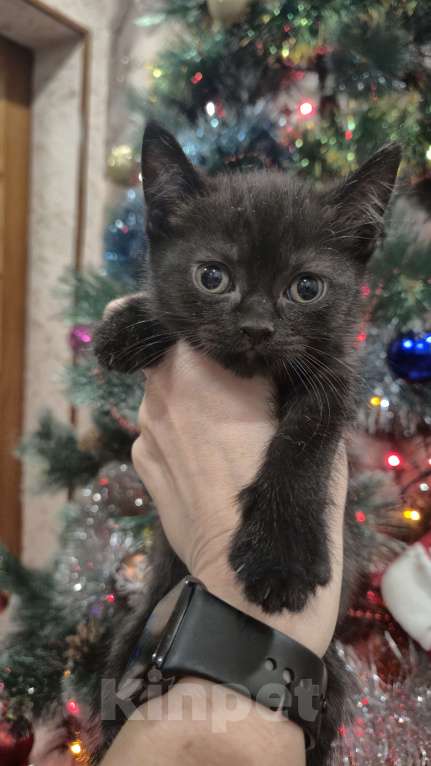 Кошки в Краснодаре: Шотландская ПРЯМОУХАЯ короткошерстная  Девочка, 7 000 руб. - фото 4