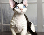 Кошки в Москве: Эксклюзивная девочка с голубыми глазами Девочка, 200 000 руб. - фото 3