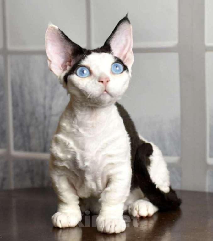 Кошки в Москве: Эксклюзивная девочка с голубыми глазами Девочка, 200 000 руб. - фото 3