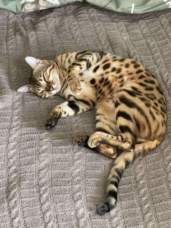 Кошки в Смоленске: Бенгальский котенок Разнополые, 30 000 руб. - фото 4
