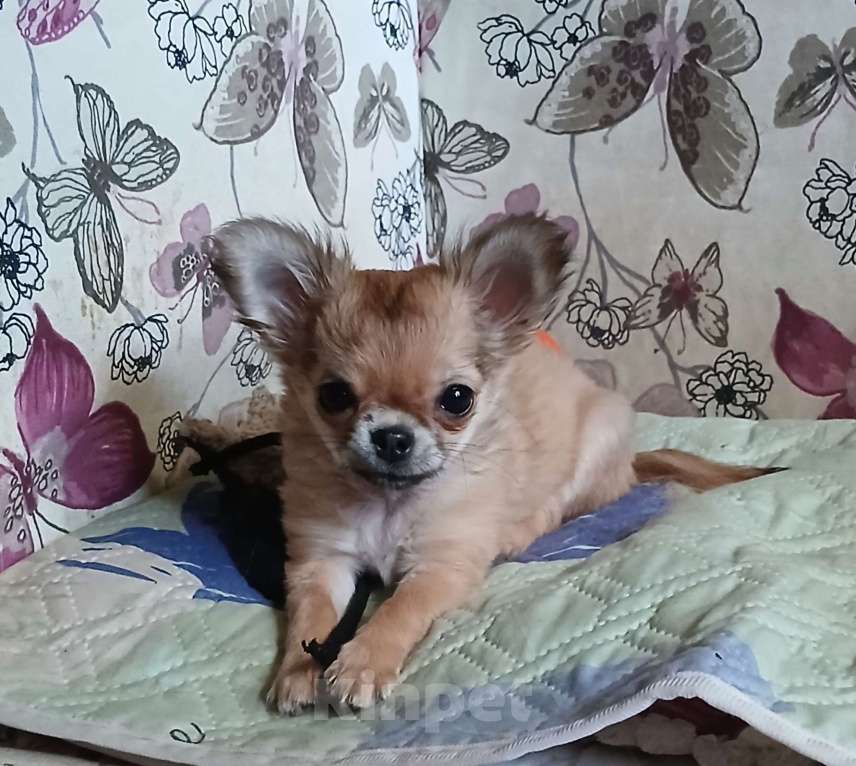 Собаки в Мурманске: Щенок длинношерстной чихуахуа  Девочка, 50 000 руб. - фото 1