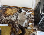 Кошки в Москве:  Спасенный с крыши молодой красавец котик ищет дом Мальчик, 100 руб. - фото 3