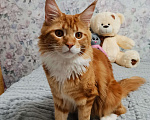 Кошки в Десногорске: Продам Мальчик, 10 000 руб. - фото 2
