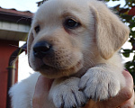 Собаки в Калининграде: Щенки лабрадора палевые Девочка, 35 000 руб. - фото 6