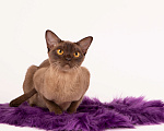 Кошки в Санкт-Петербурге: Бурманский котенок Девочка, Бесплатно - фото 2