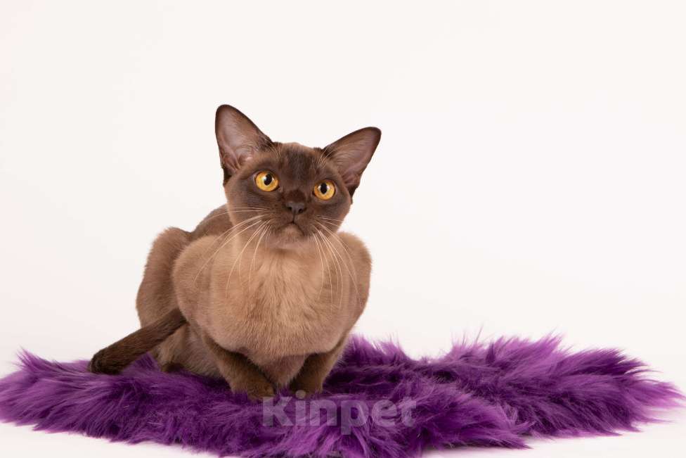 Кошки в Санкт-Петербурге: Бурманский котенок Девочка, Бесплатно - фото 2