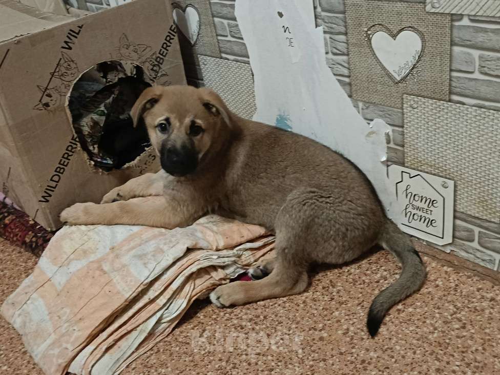 Собаки в Красноярске: пёсик в добрые руки Мальчик, 1 руб. - фото 1