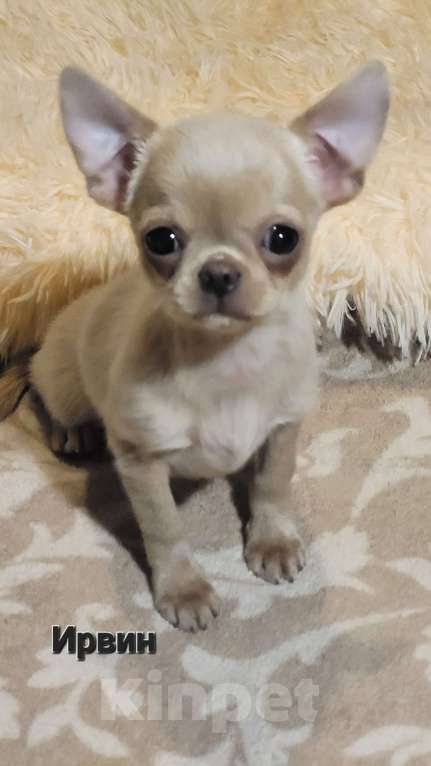 Собаки в Москве: 🔥Супер красивый💙 Чихуахуа мальчик💙 Мальчик, Бесплатно - фото 3