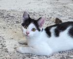 Кошки в Москве: Котёнок Смурфик ищет семью! Мальчик, Бесплатно - фото 1