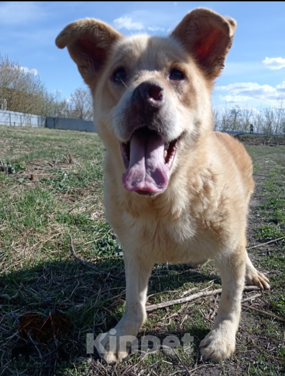 Собаки в Тамбове: Айк Мальчик, Бесплатно - фото 2