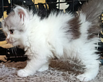Кошки в Барнауле: Шотландская прямоухая кошка короткошёрстная Девочка, 8 000 руб. - фото 3