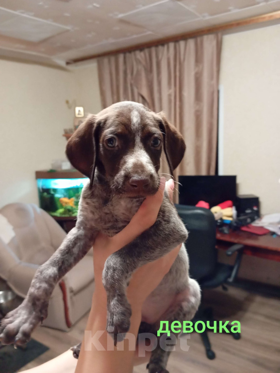 Собаки в других городах Волгоградской области: Щенки курцхаар Девочка, 5 000 руб. - фото 2
