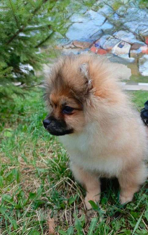 Собаки в Узловой: Щенок шпица Мальчик, 40 000 руб. - фото 4