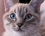 Кошки в Электроуглях: Пропал кот  Мальчик, 500 руб. - фото 1