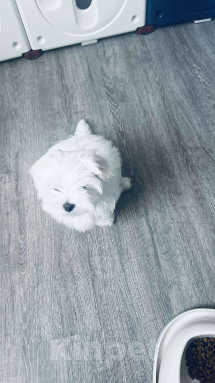 Собаки в Новосибирске: Мальтийская болонка Мальчик, Бесплатно - фото 4