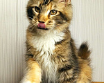 Кошки в Мытищах: Котенок Мейн кун Девочка, 40 000 руб. - фото 8