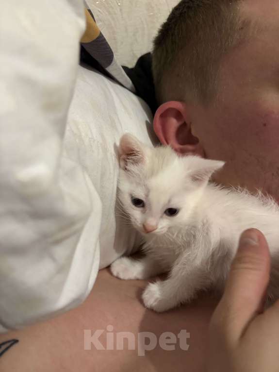 Кошки в Новосибирске: котята в добрые руки Мальчик, Бесплатно - фото 1