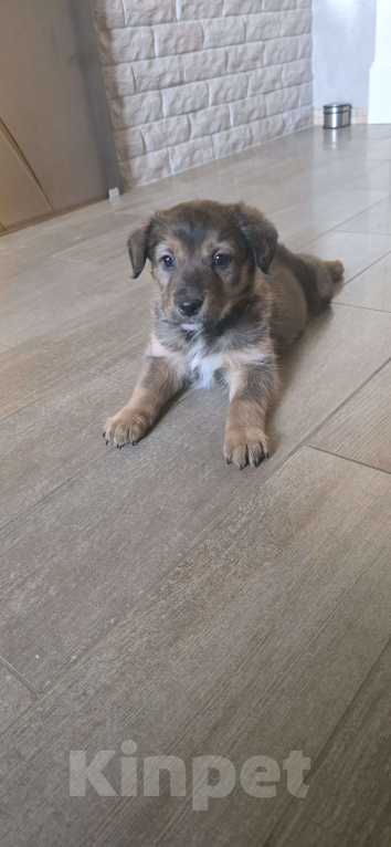 Собаки в Москве: Отдам щенков в добрые руки Разнополые, Бесплатно - фото 3