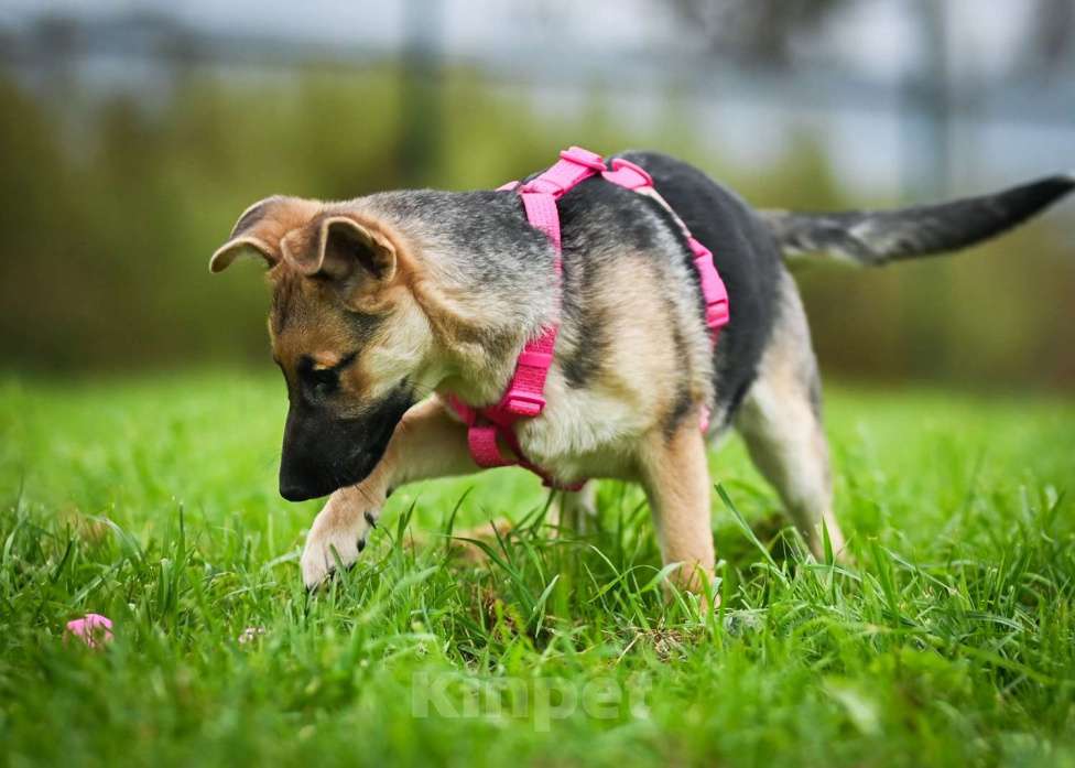 Собаки в других городах Московской области: Несомненный лидер и просто красавица:) Девочка, Бесплатно - фото 4