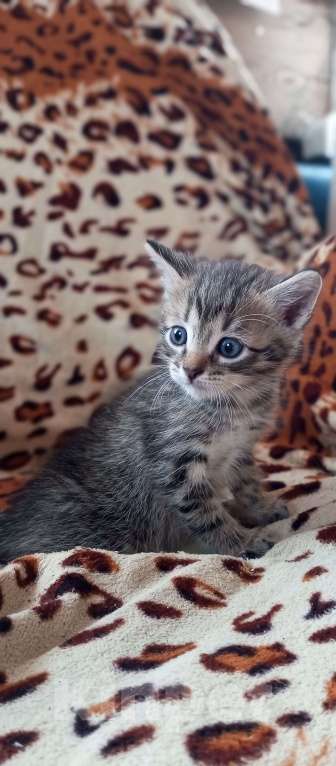 Кошки в Новочебоксарске: Котенок в добрые руки  Мальчик, Бесплатно - фото 1