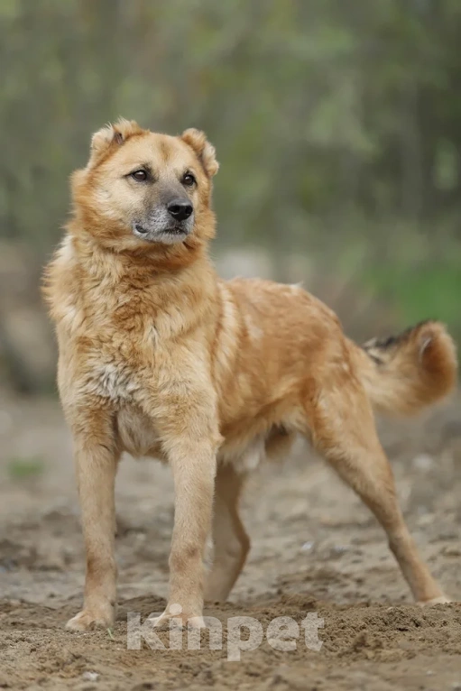 Собаки в Москве: Классный Бренд ищет дом Мальчик, Бесплатно - фото 6