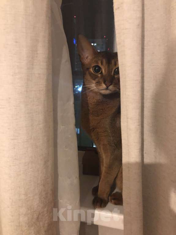 Кошки в Новосибирске: Кот Абиссинский  Мальчик, 5 000 руб. - фото 5