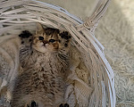 Кошки в Москве: Наша малышка ищет любящую семью Девочка, 14 000 руб. - фото 3