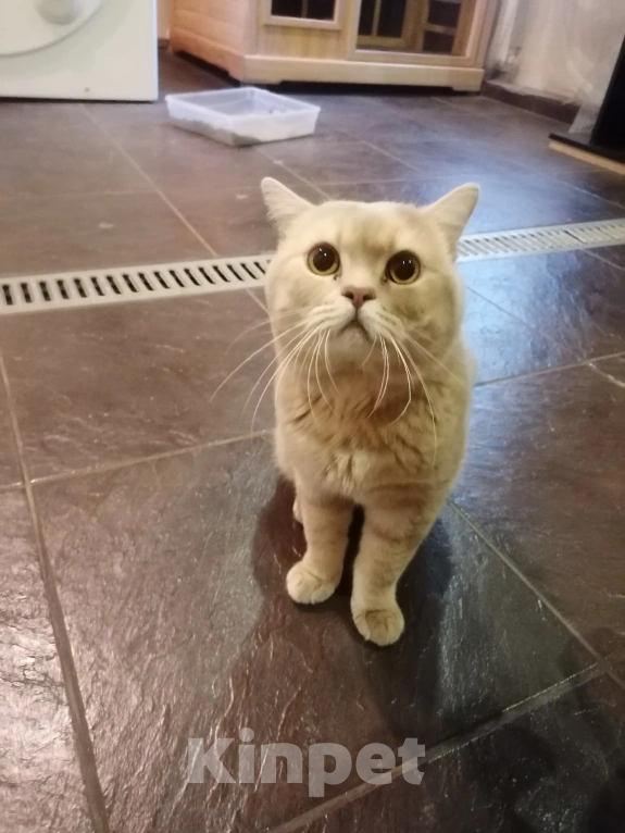 Кошки в Красноярске: Найден кот  Мальчик, Бесплатно - фото 1