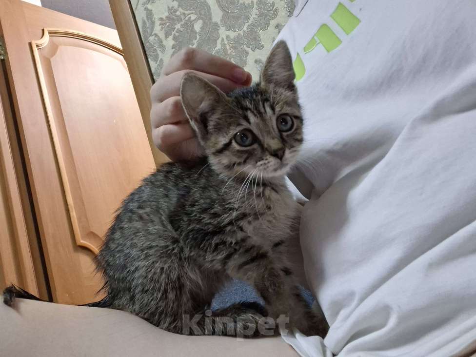 Кошки в Пензе: Очаровательная девочка в добрые руки Девочка, Бесплатно - фото 3