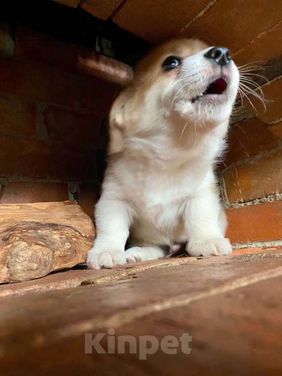Собаки в других городах Ленинградской области: Щенки корги пемброк Мальчик, 70 000 руб. - фото 4