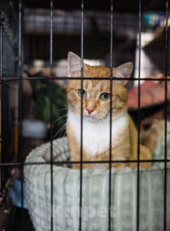 Кошки в Москве: Кошечка Люси в добрые руки  Девочка, Бесплатно - фото 2