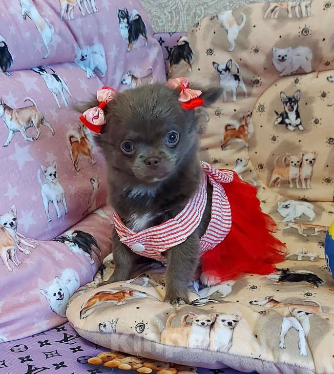 Собаки в Новосибирске: Девочка Чихуахуа Девочка, Бесплатно - фото 3