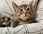 Кошки в Санкт-Петербурге: Малютка Томочка Девочка, Бесплатно - фото 2