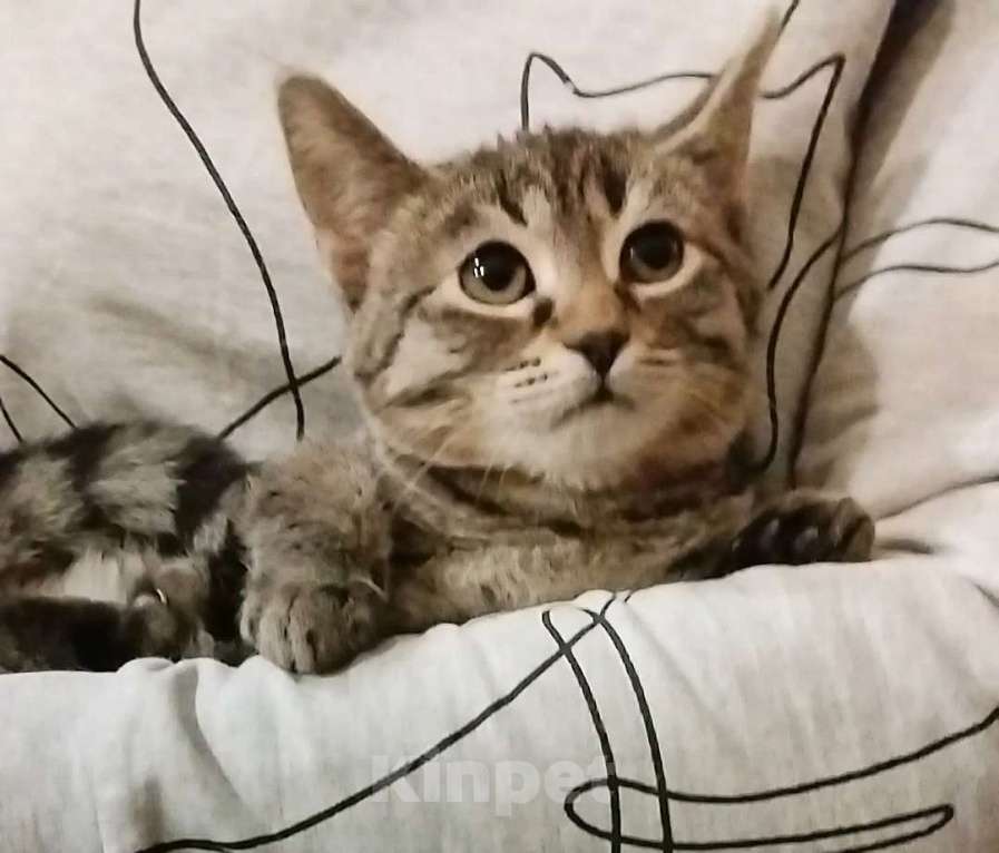 Кошки в Санкт-Петербурге: Малютка Томочка Девочка, Бесплатно - фото 2