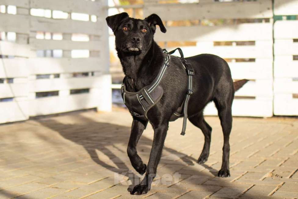 Собаки в Москве: Спасённая со стройки Альма нуждается в любящих хозяевах! Девочка, Бесплатно - фото 3