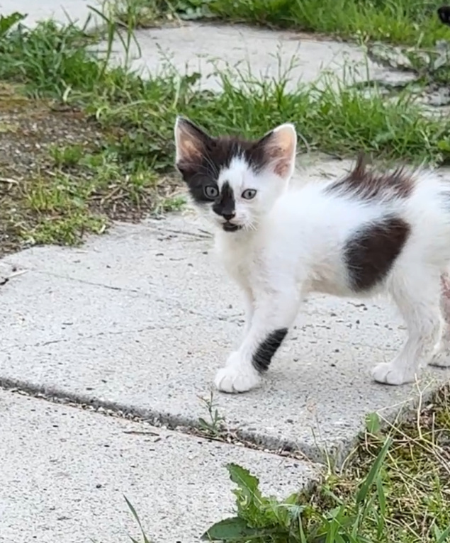 Кошки в Мытищах: Спаси котенка от зимы и стань ему родителем Девочка, Бесплатно - фото 4