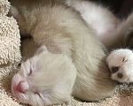 Кошки в Люберцах: Тайский милый котенок мальчик  Мальчик, 10 000 руб. - фото 5