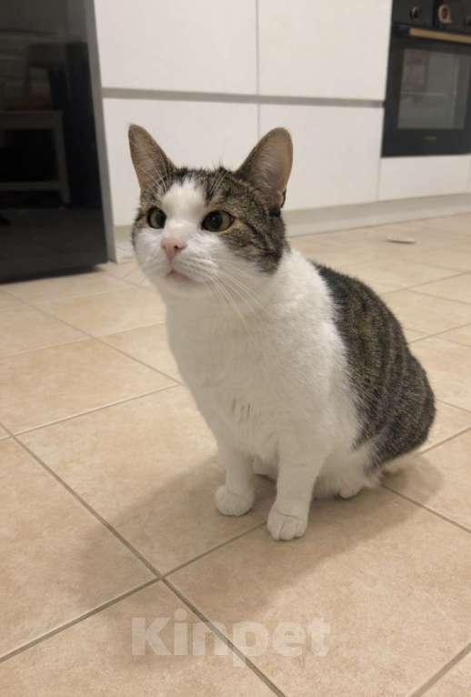 Кошки в Санкт-Петербурге: Руна Девочка, 10 руб. - фото 1