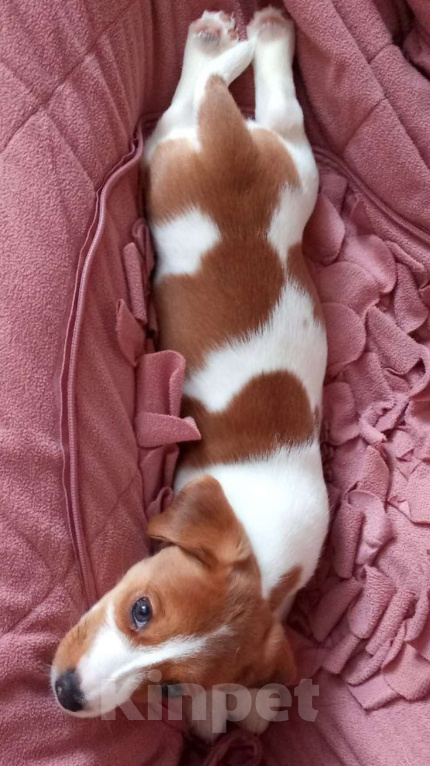 Собаки в Москве: Щенки джек-рассел- терьера Девочка, Бесплатно - фото 1