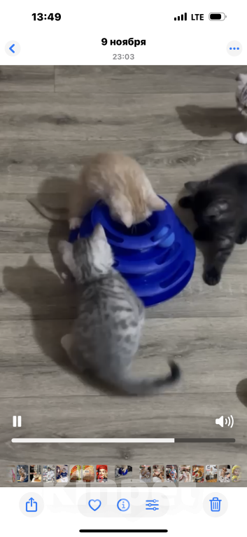 Кошки в Балашихе: Котёнок Гаврик Мальчик, Бесплатно - фото 2