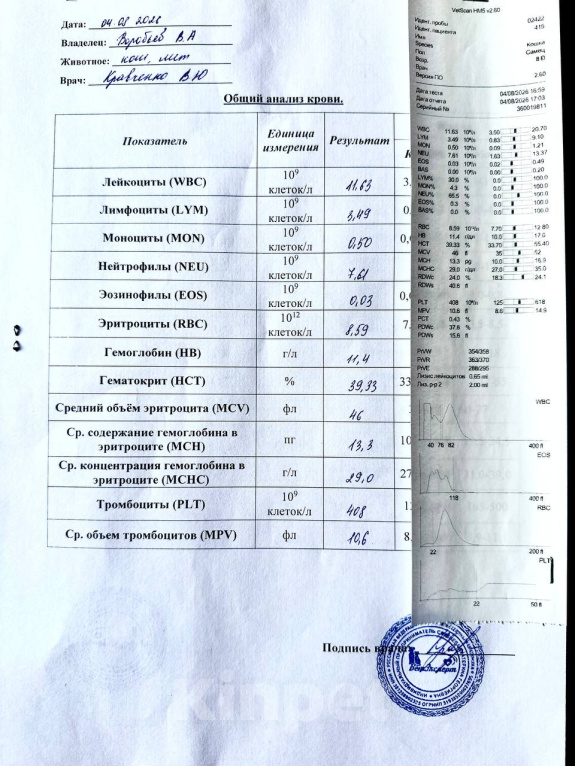 Кошки в Иркутске: Отдам котенка найденыша в добрый руки Мальчик, Бесплатно - фото 6