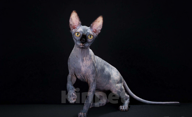 Кошки в Ореховом-Зуево: Канадский сфинкс котёнок девочка Девочка, 55 000 руб. - фото 1