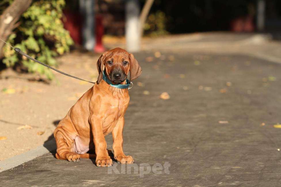Собаки в Москве: Родезийский риджбек щенок девочка  Девочка, 120 000 руб. - фото 2