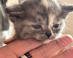 Кошки в Кемерово: Котята 1 месяц, родились 3 августа,  Мальчик, Бесплатно - фото 9
