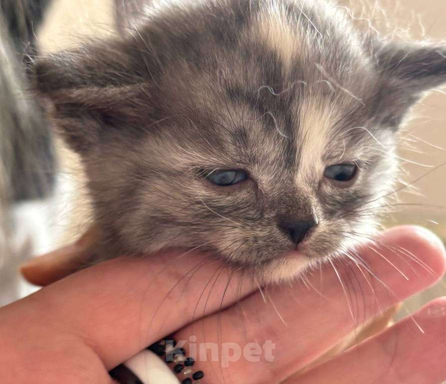 Кошки в Кемерово: Котята 1 месяц, родились 3 августа,  Мальчик, Бесплатно - фото 9